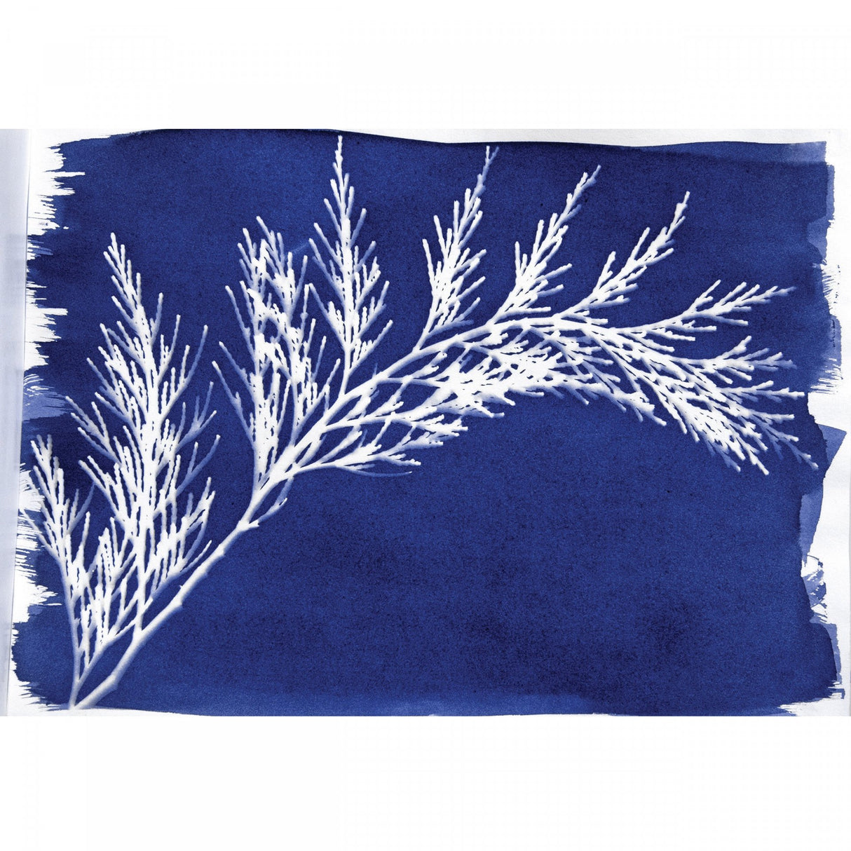 Jacquard geležies amonio citratas saulės atspaudams daryti, 226 g